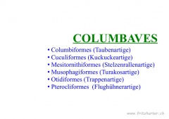 Columbaves